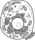 Coloring page with animal cell structure. Educational material for biology lesson Royalty Free Stock Photo